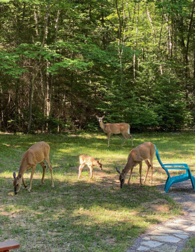 wi whitetail deer, family friendly cabin rental, kid friendly cottage rental, cabin in the woods, cabin eagle river, cottage eagle river